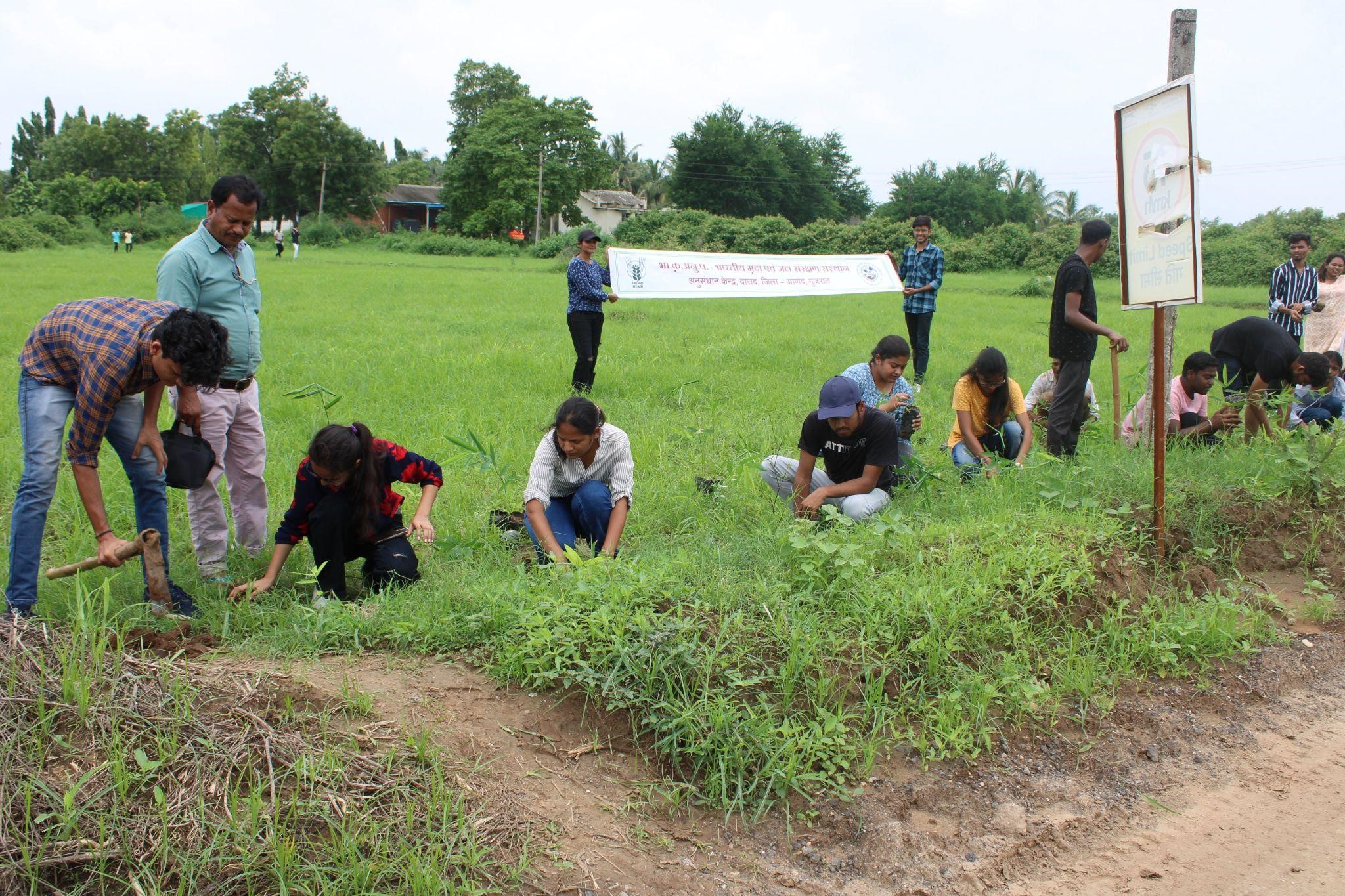 Plantation & other related activities in collaboration with ICAR - IISWC